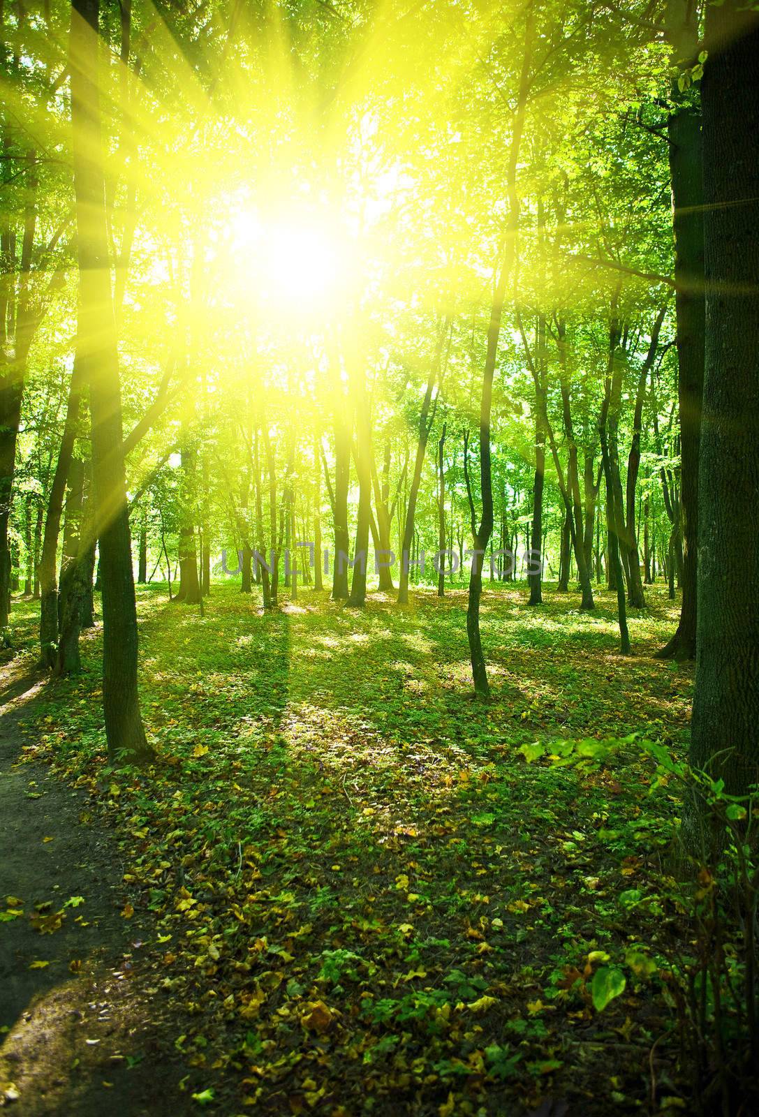 morning in the green park