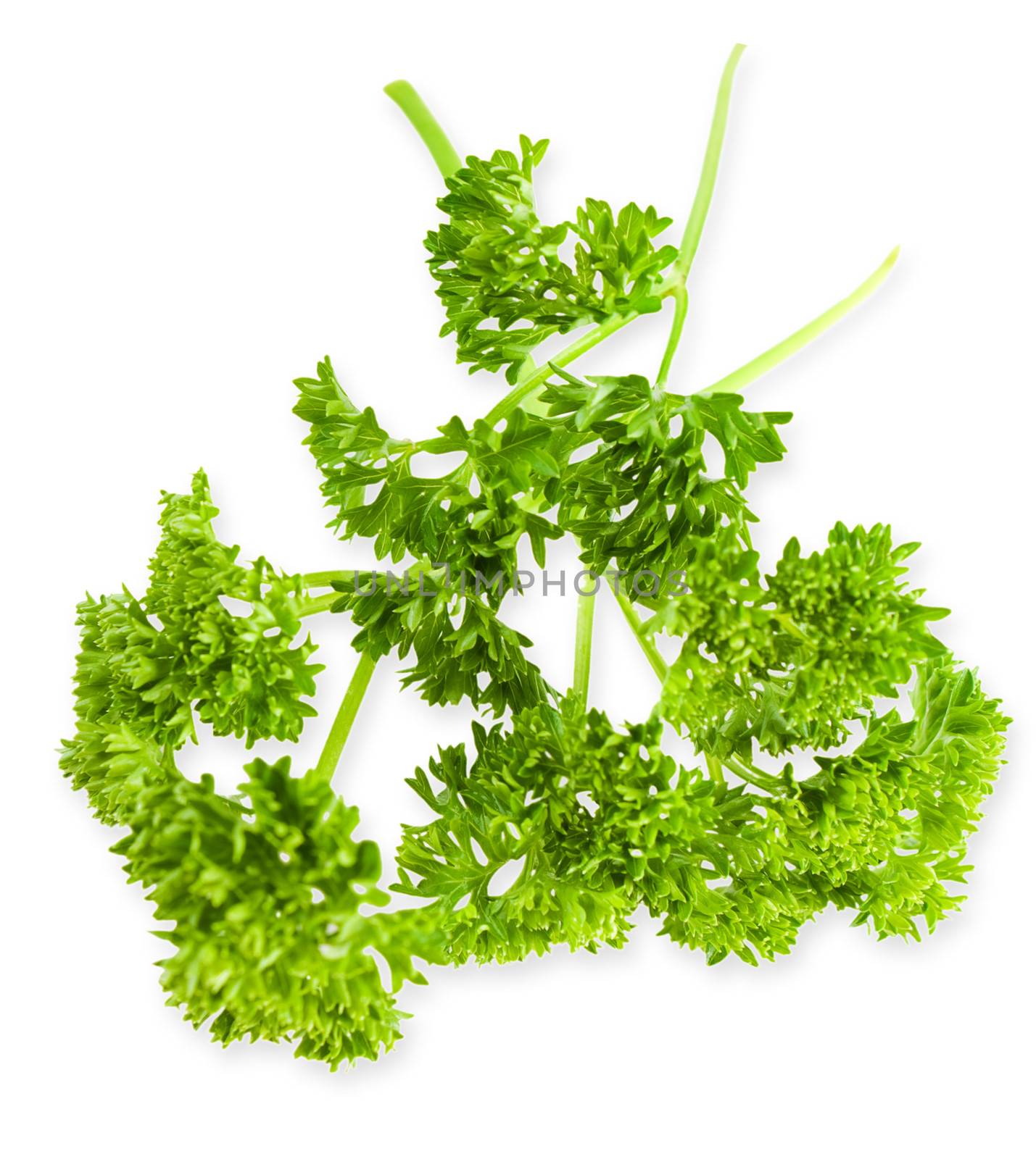 close-up parsley isolated on a white background