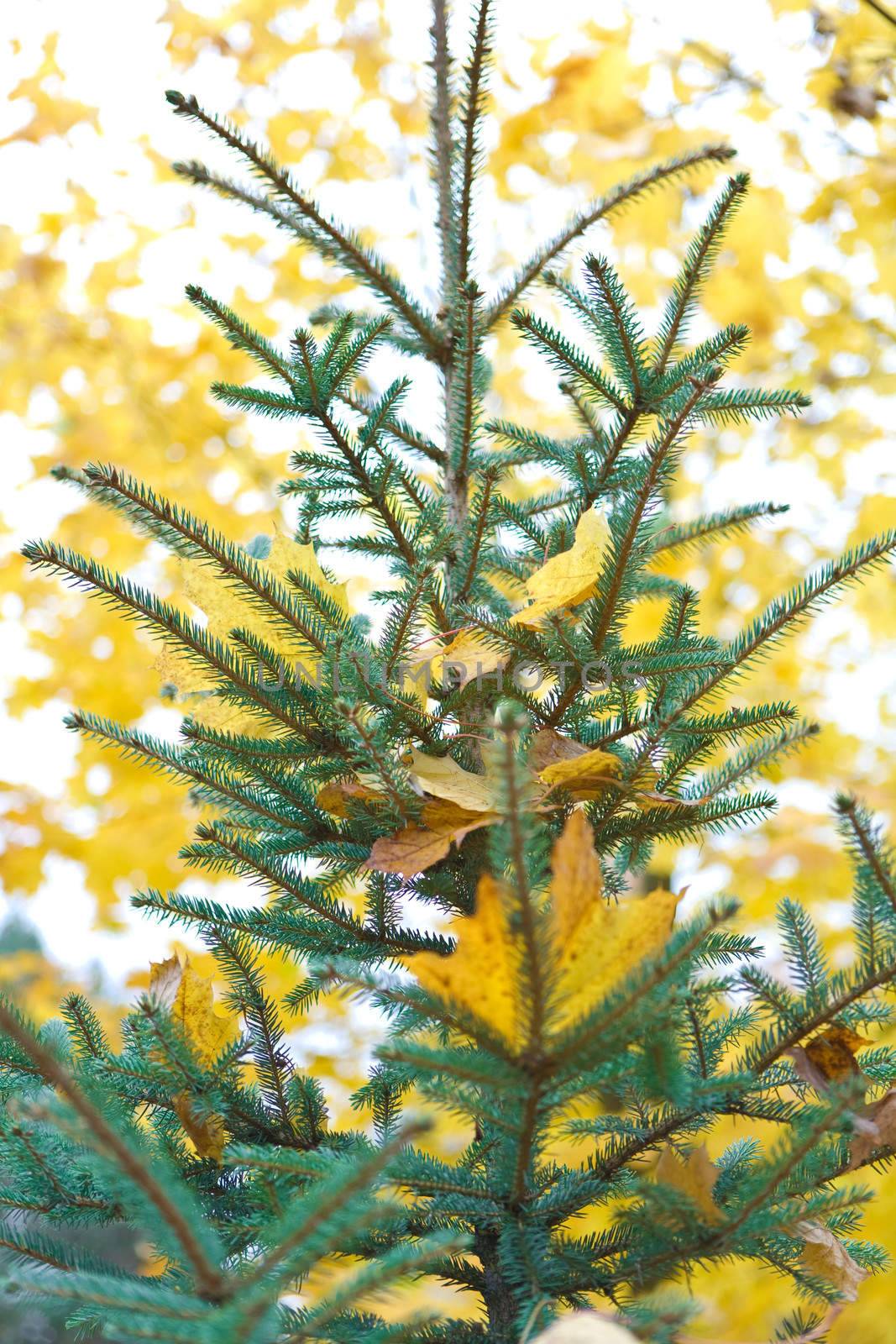 pine on the blurry backgroud of yelow autumn foliage