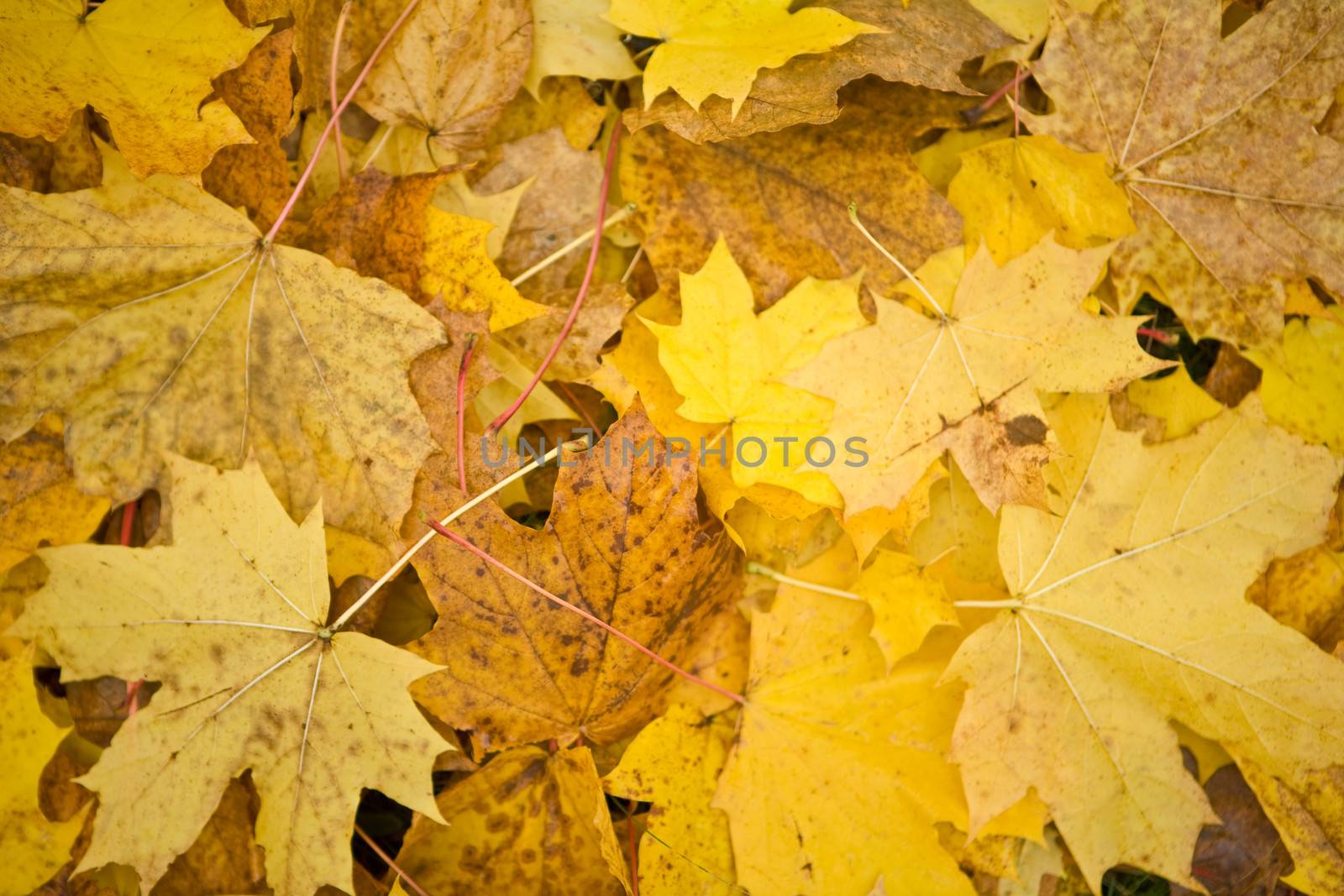 autumn carpet