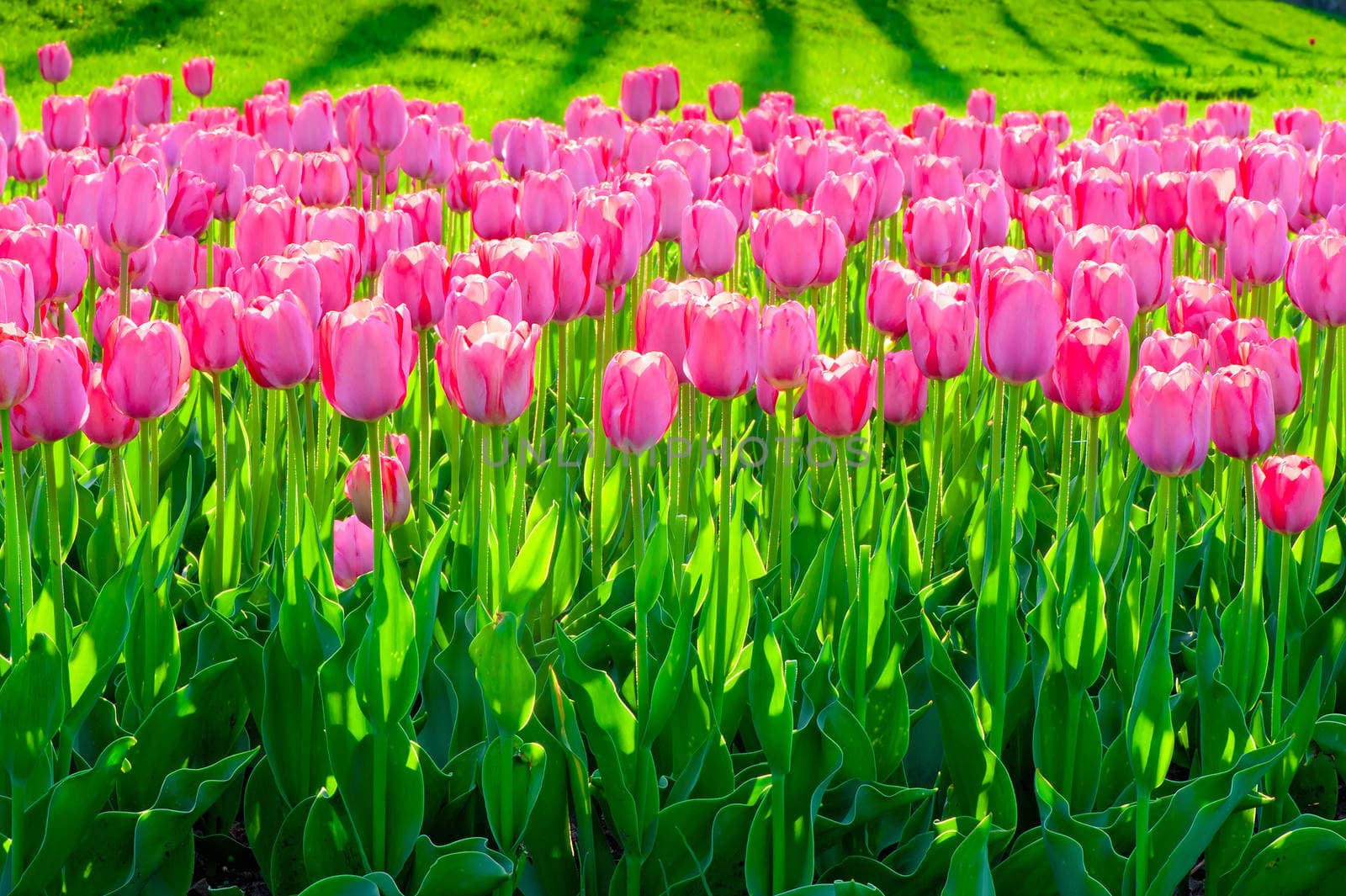 beautiful pink tulips in the garden