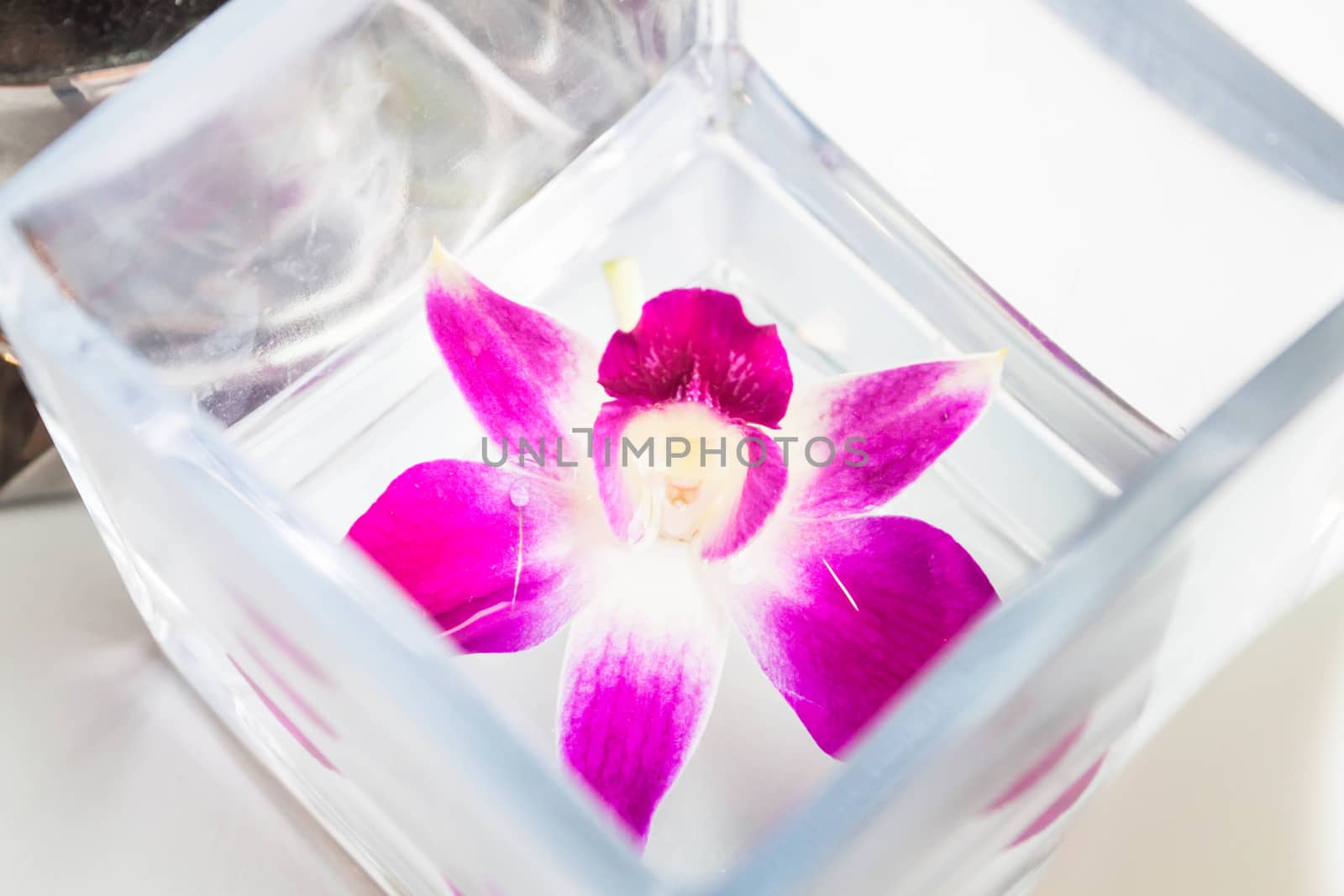 Beautiful violet and white orchid flower on water box