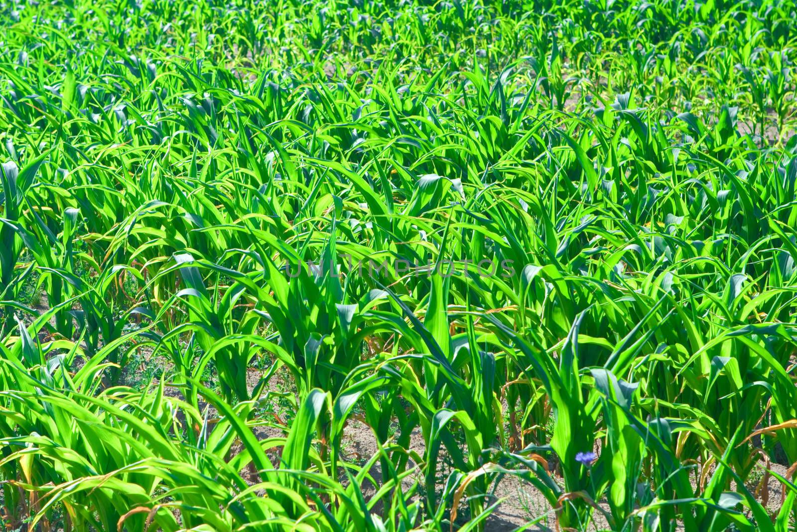plants of corn