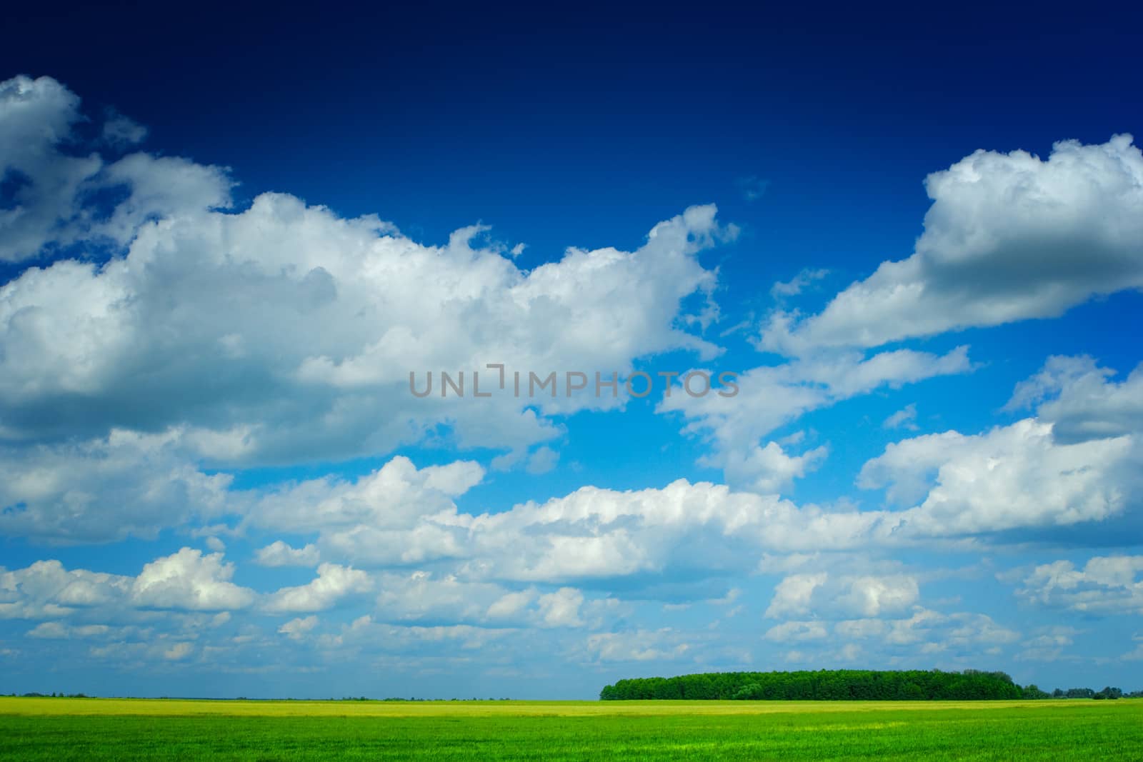 beauty summer field with blue sky