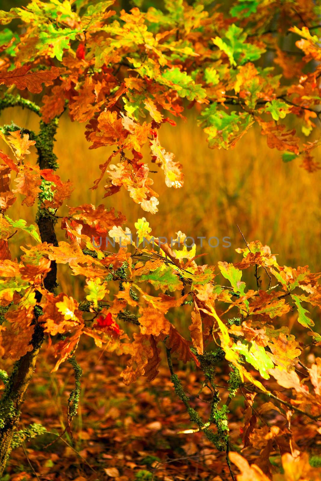 small autumn oak tree