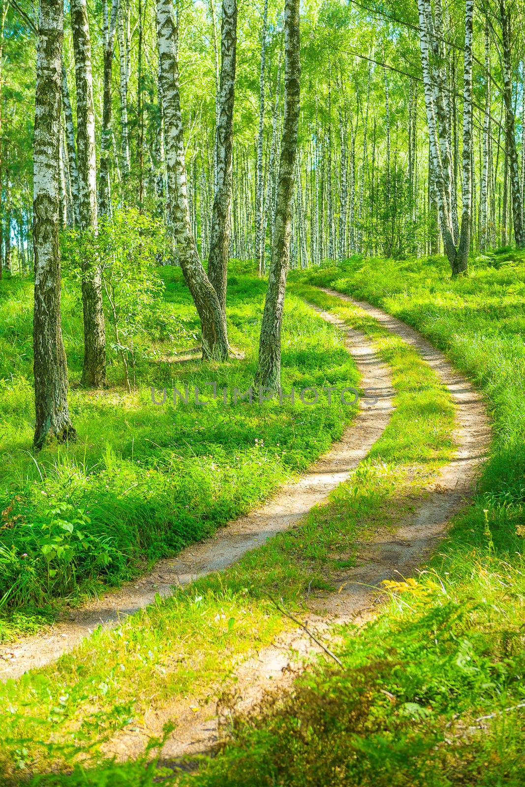 smal road in birh forest