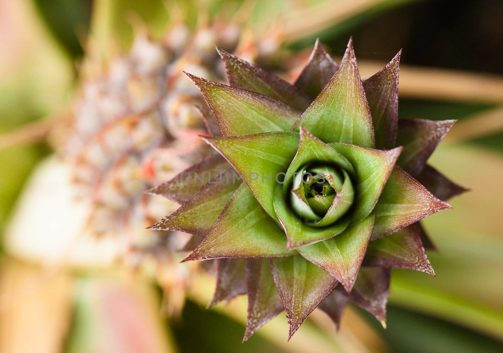 A close-up shot of pineapple growing on a plant. Taken from above.