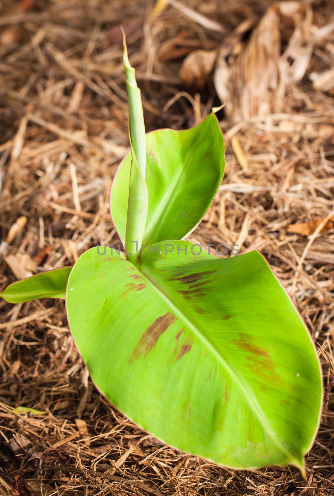 Close-up shot of young banana tree