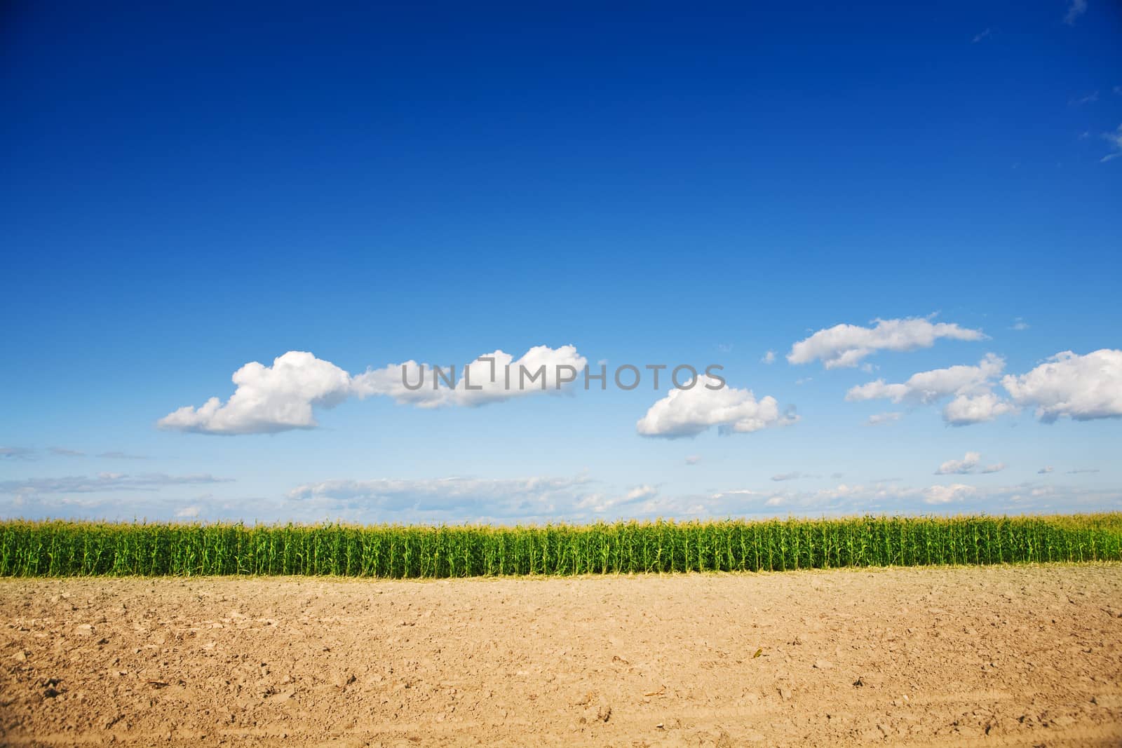 cornfield closeup