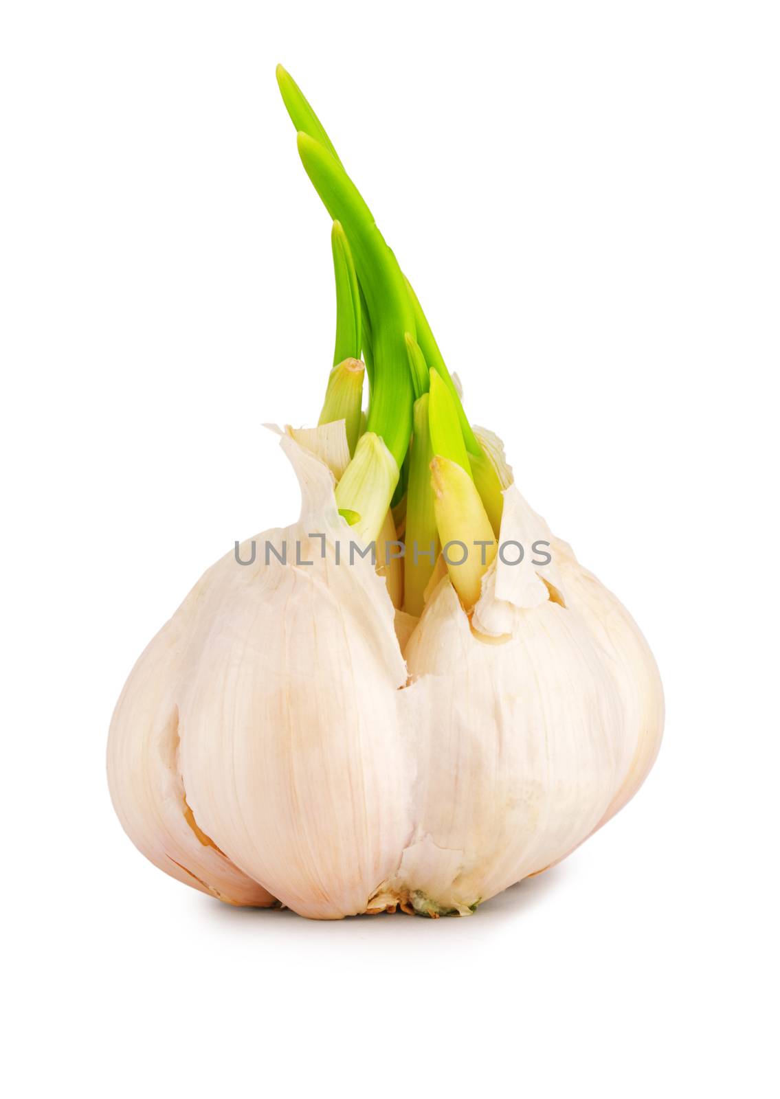 garlic closeup