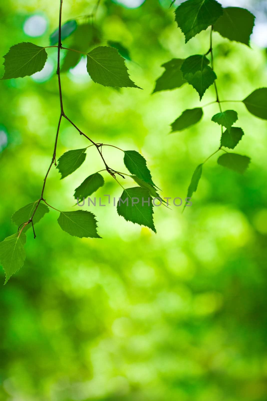 green branch on a blurry background close up