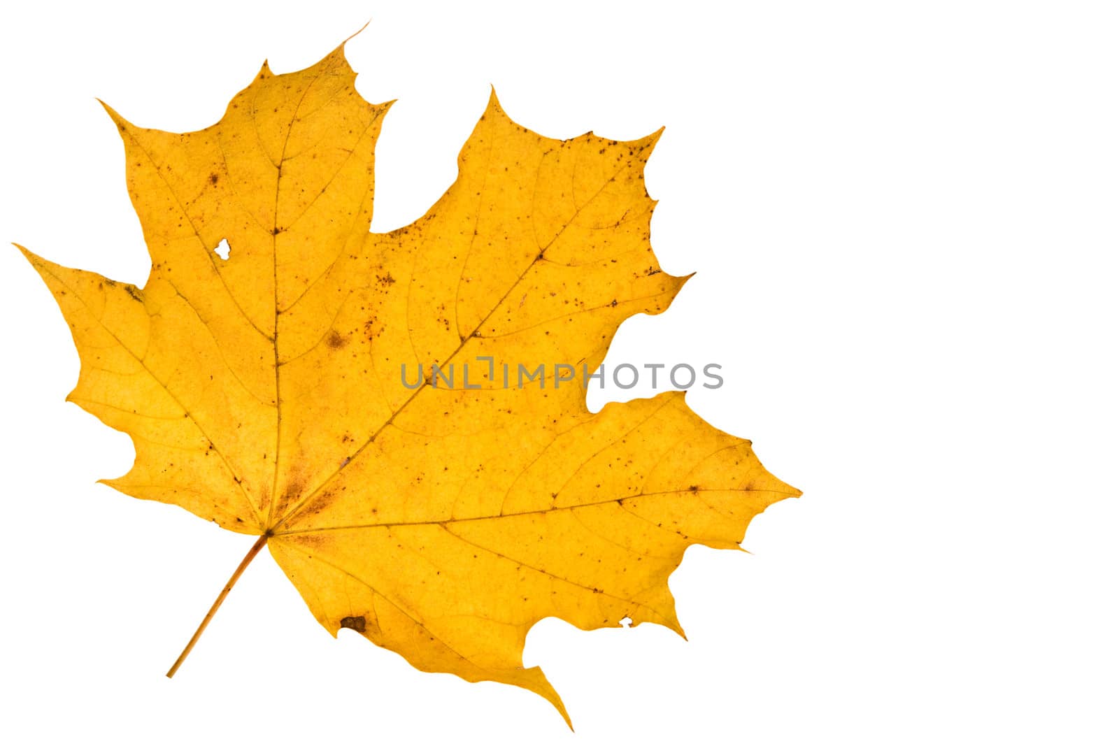 close-up isolated on white yellow autumh leaf