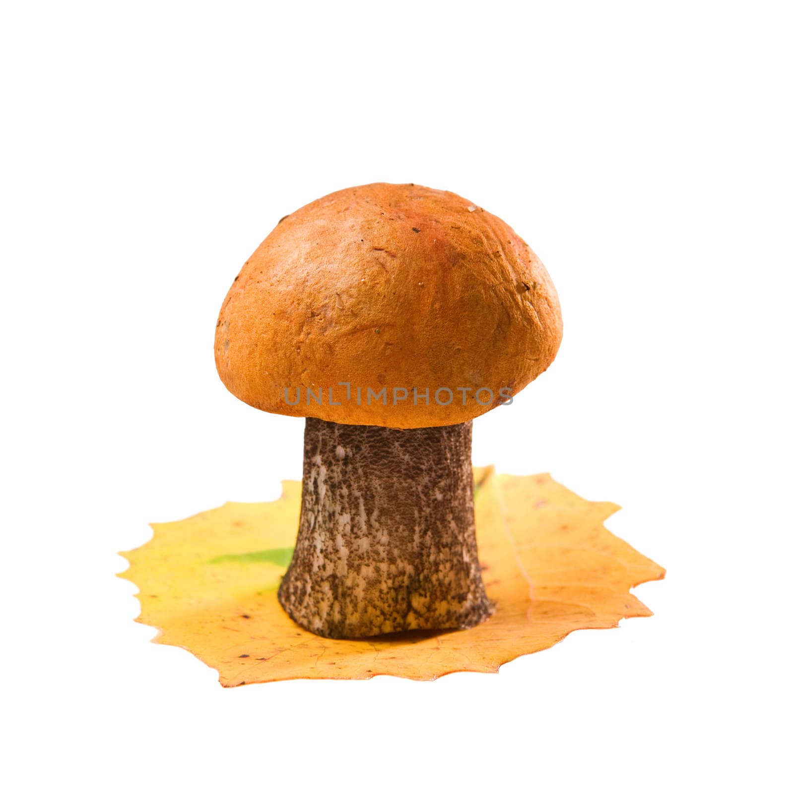 orange-cup boletus isolated