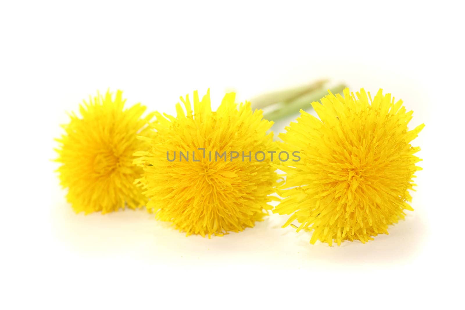 beautiful fresh yellow Dandelions on a light background