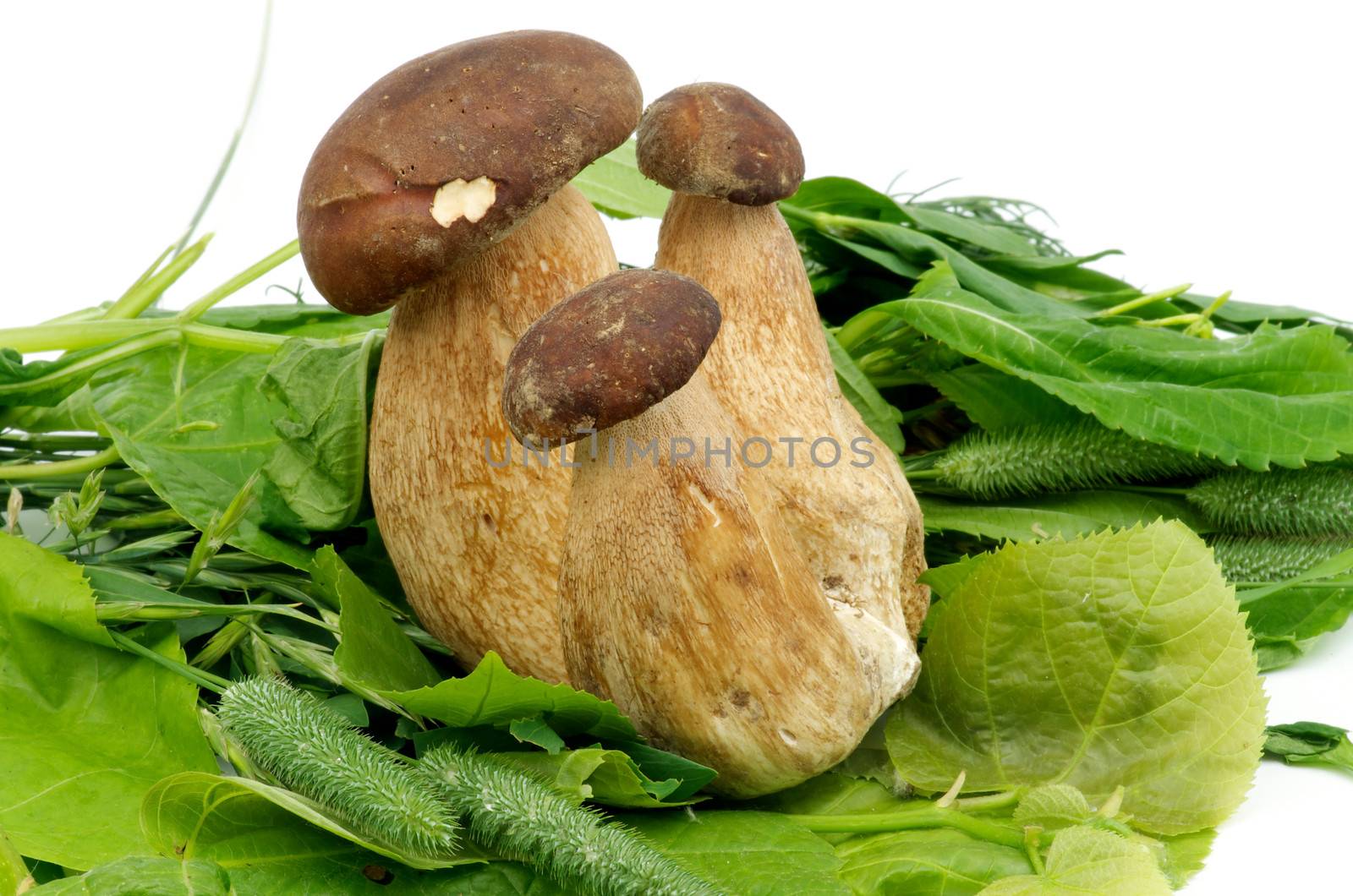 Three Porcini Mushroom and Boletus on Green Leafs and Grass closeup