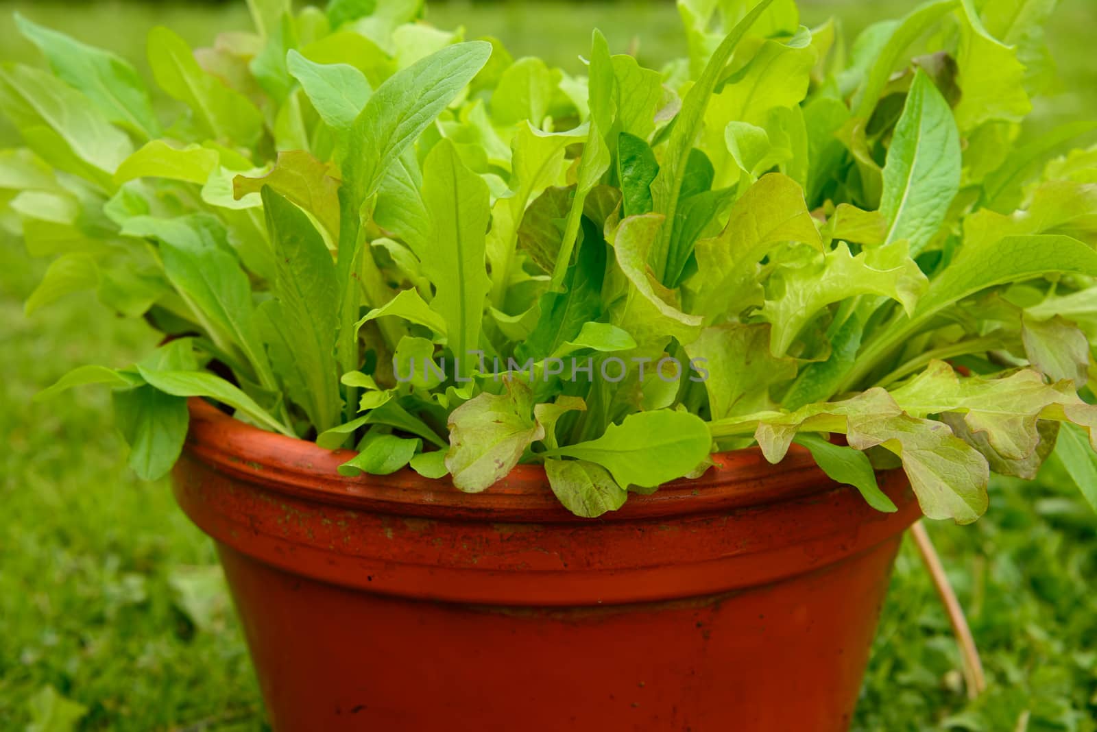 Growing salad in a pot by GryT