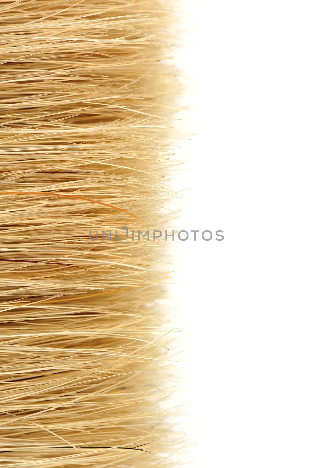 bristles