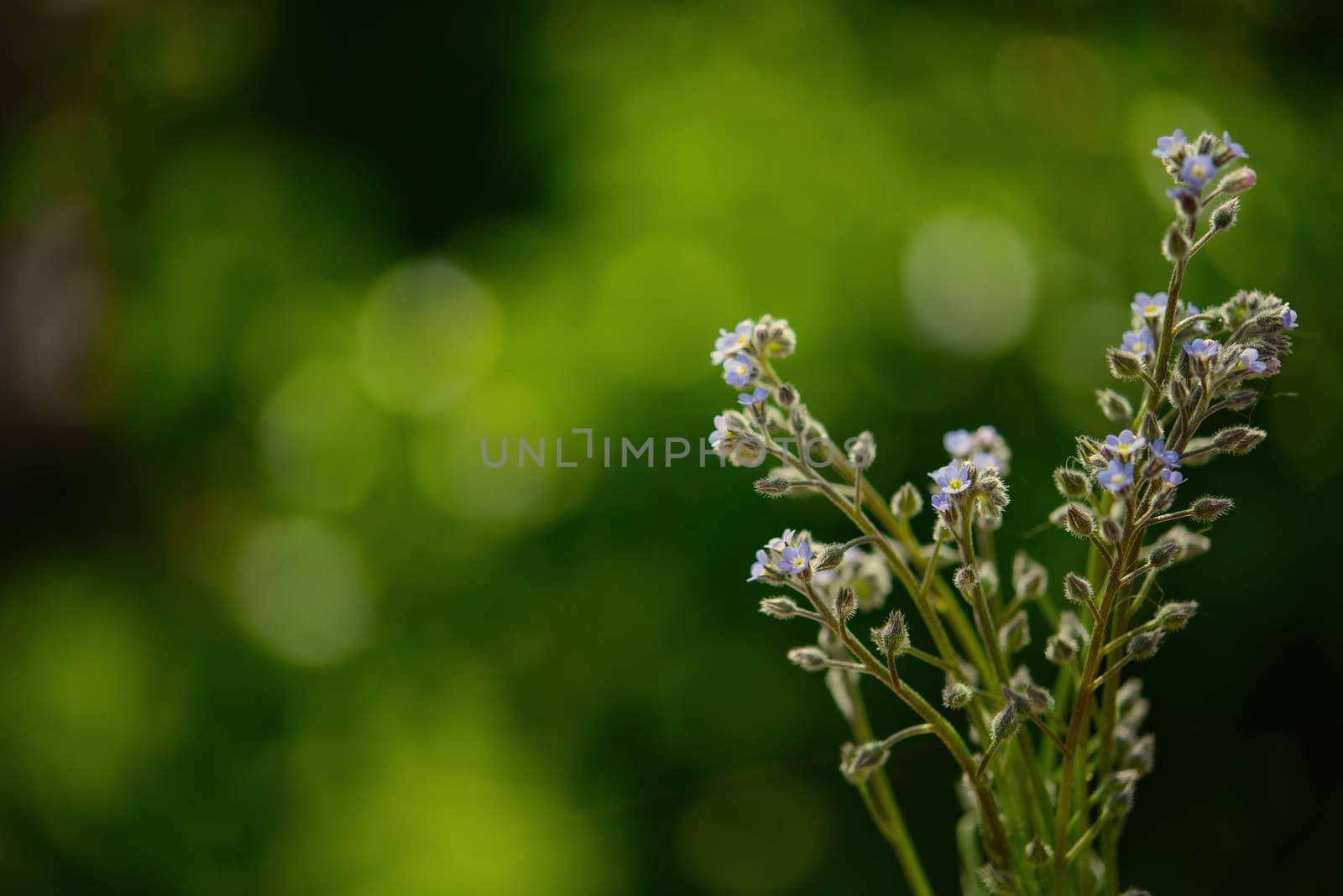 Forget-me-not as backdrop