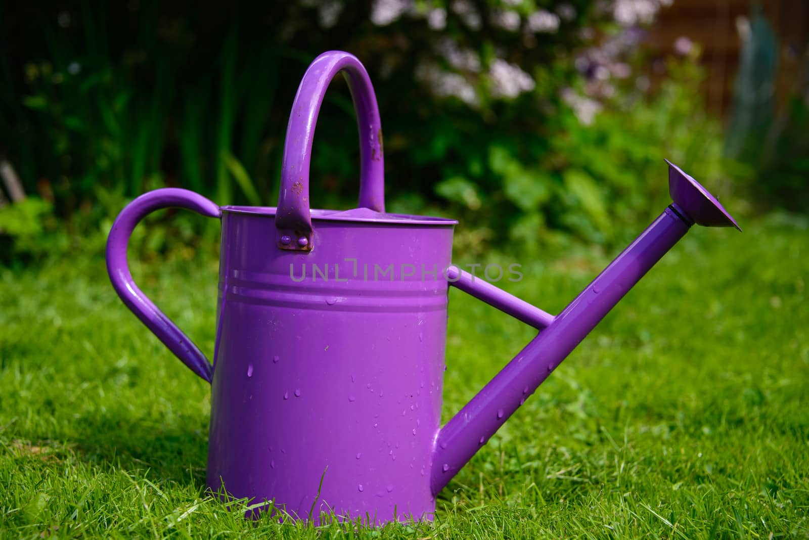 Purple watering can by GryT