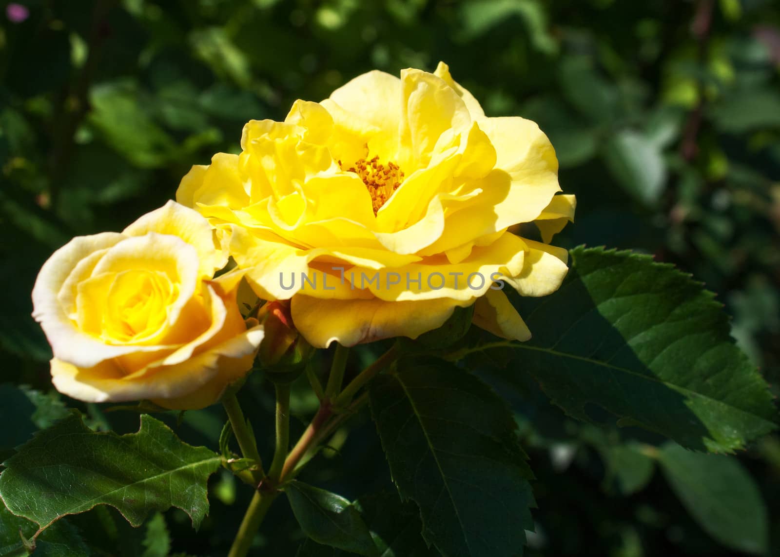 two yellow rose in the garden on sunny summer day