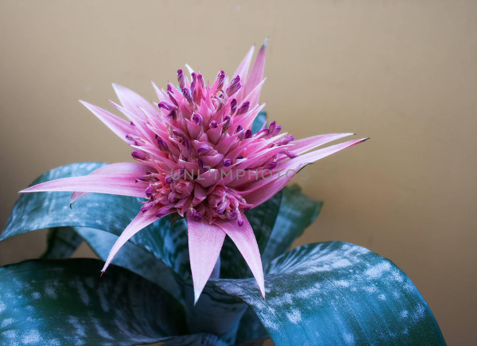 pink decorative flower room