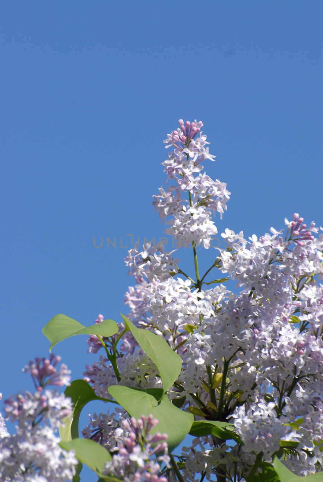 Lilacs and blue sky