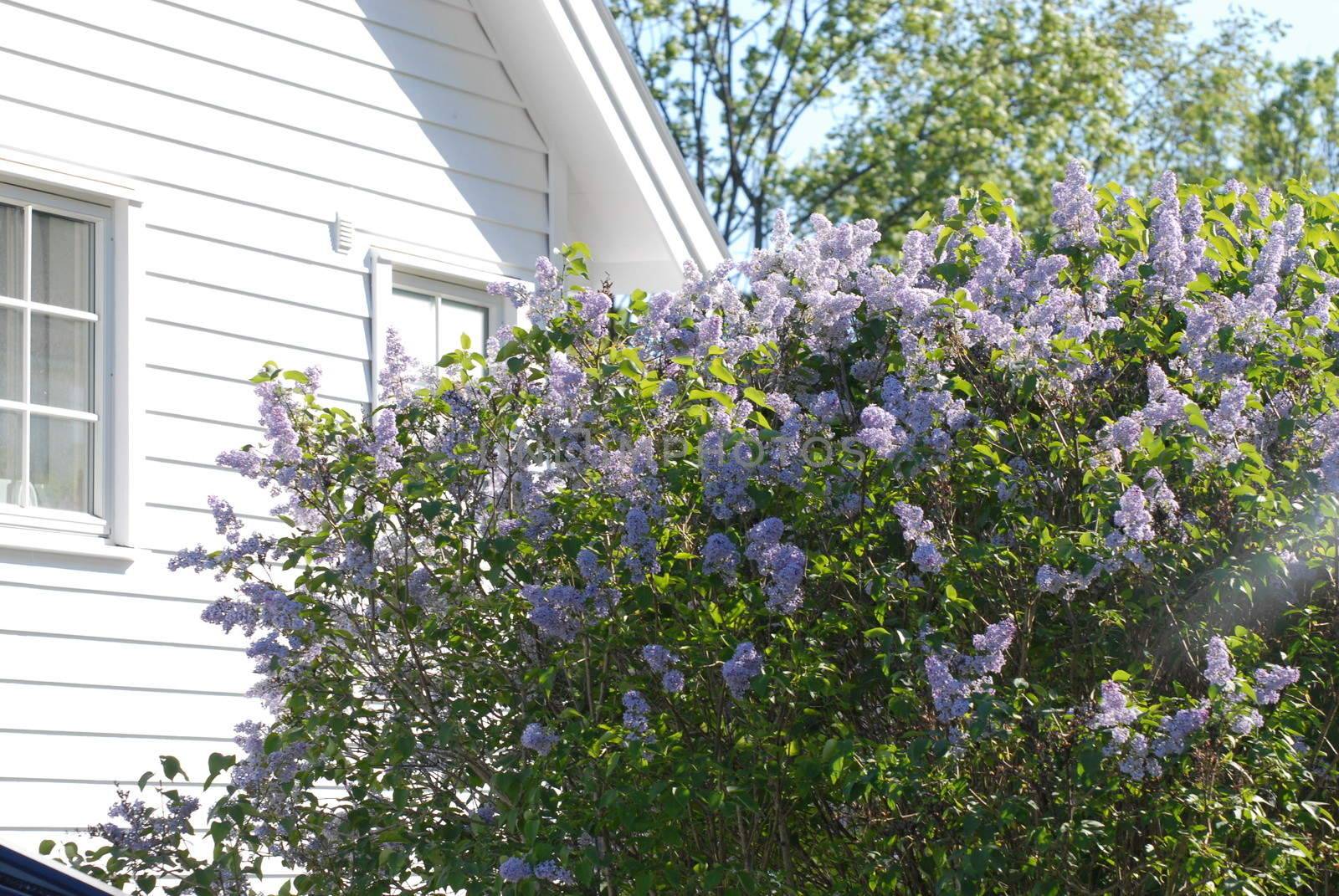 Lilacs and white house by Bildehagen