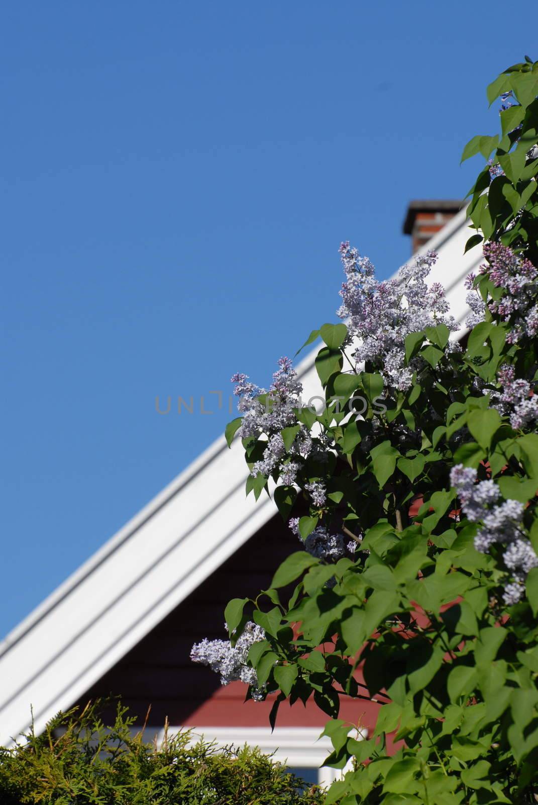 House and lilacs