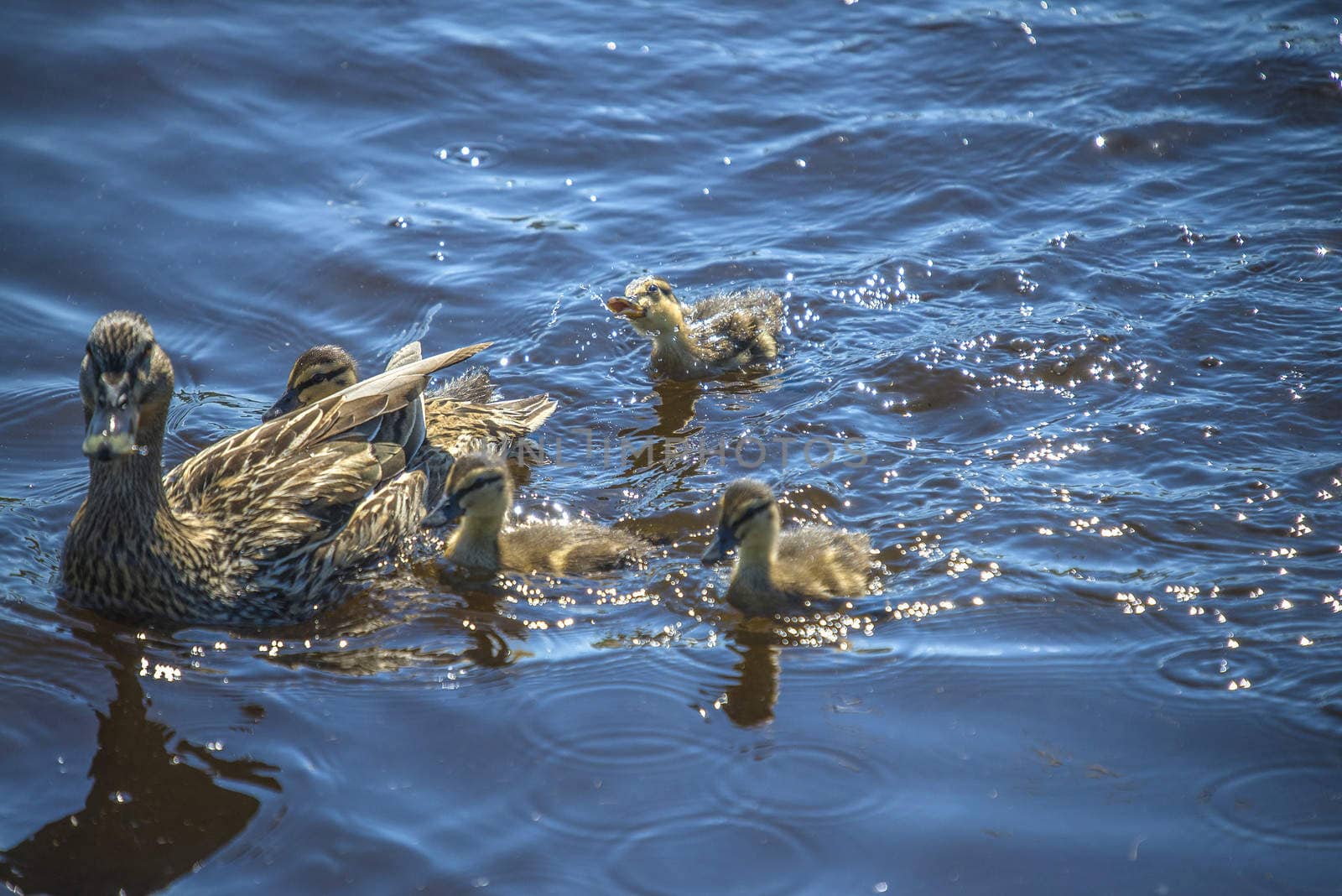 Mallard, Anas platyrhynchos, female. Photo is shot in the Tista river in Halden, Norway.