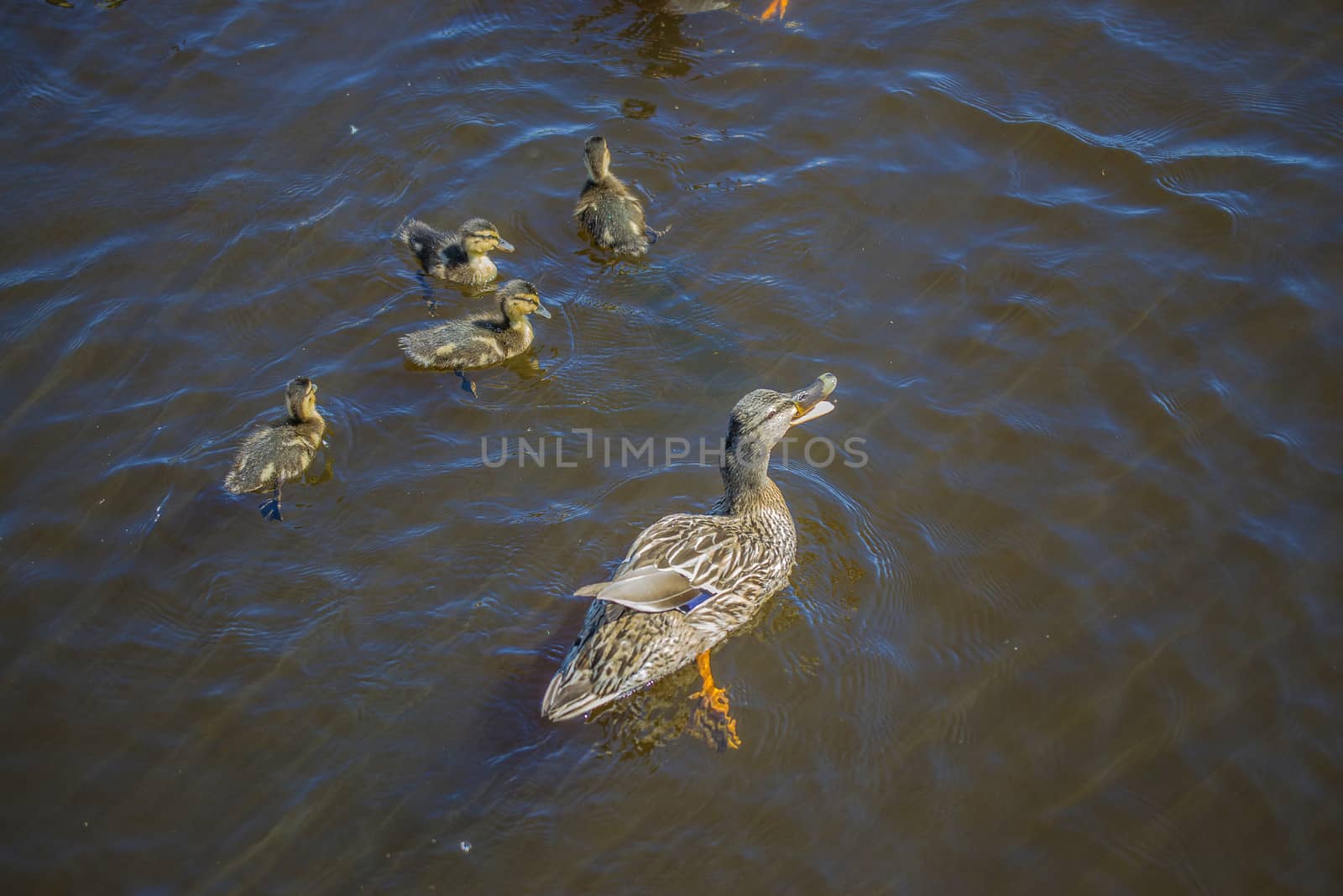 Mallard, Anas platyrhynchos, female. Photo is shot in the Tista river in Halden, Norway.