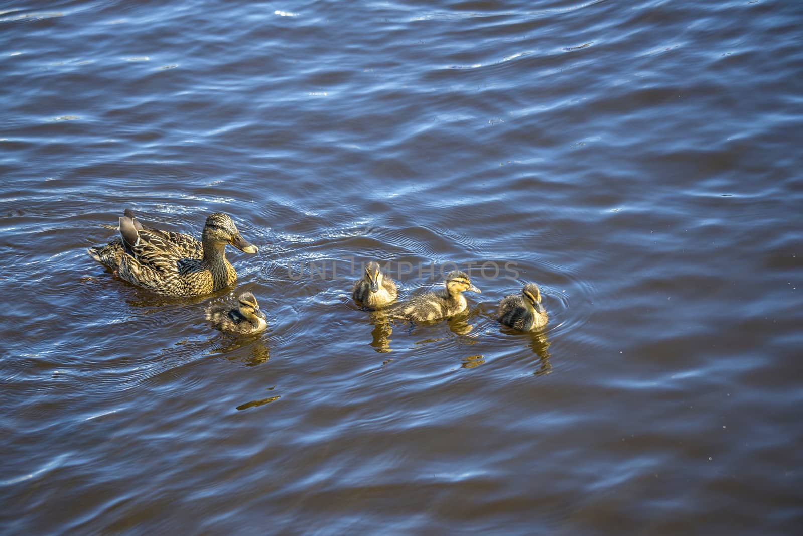 Mallard, Anas platyrhynchos, female. Photo is shot in the Tista river in Halden, Norway.