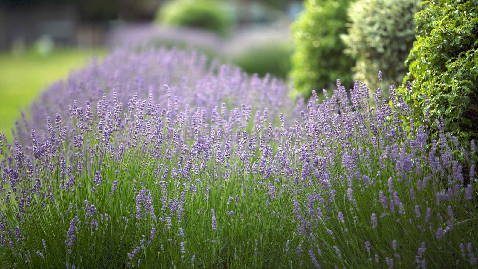 Lavender Flowers in a garden, Lavandula Angustifolia