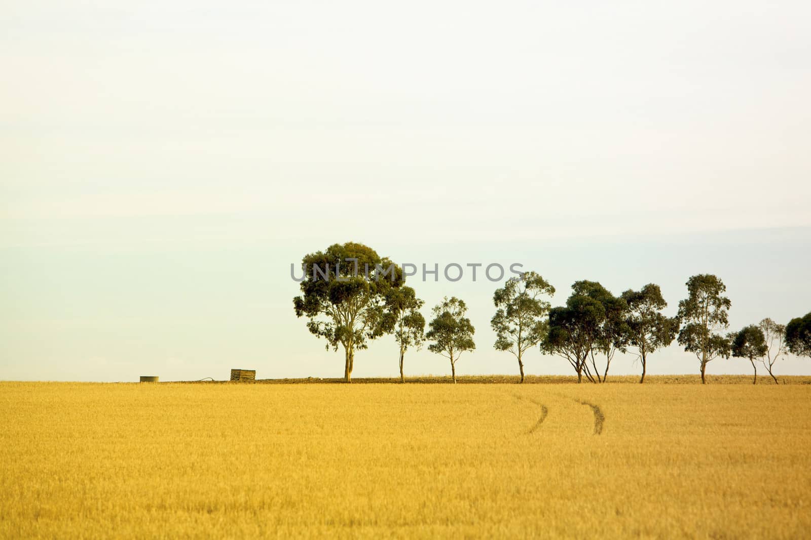 Row of trees, Australia rural farm area