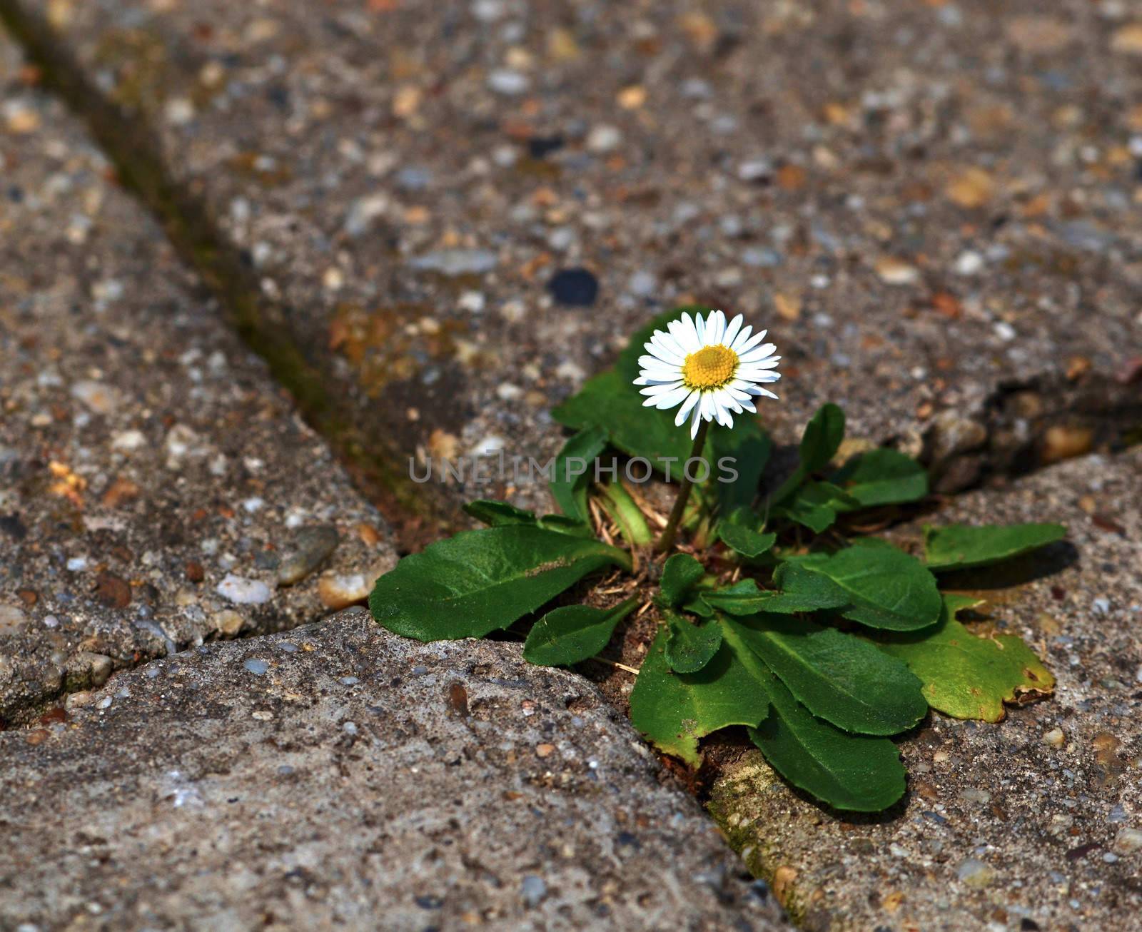 one daisy on the sidewalk of concrete cubes