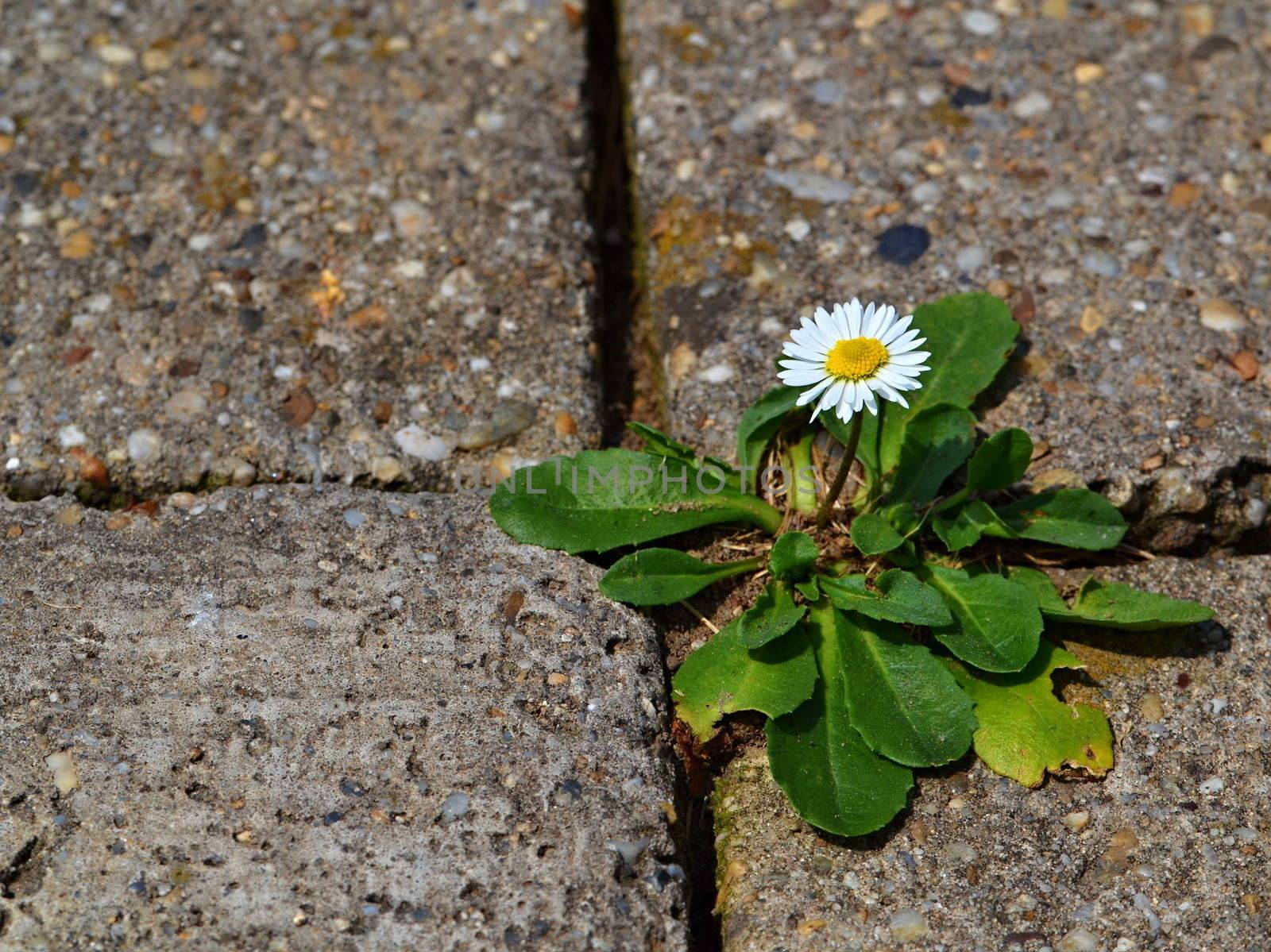 one daisy on the sidewalk of concrete cubes