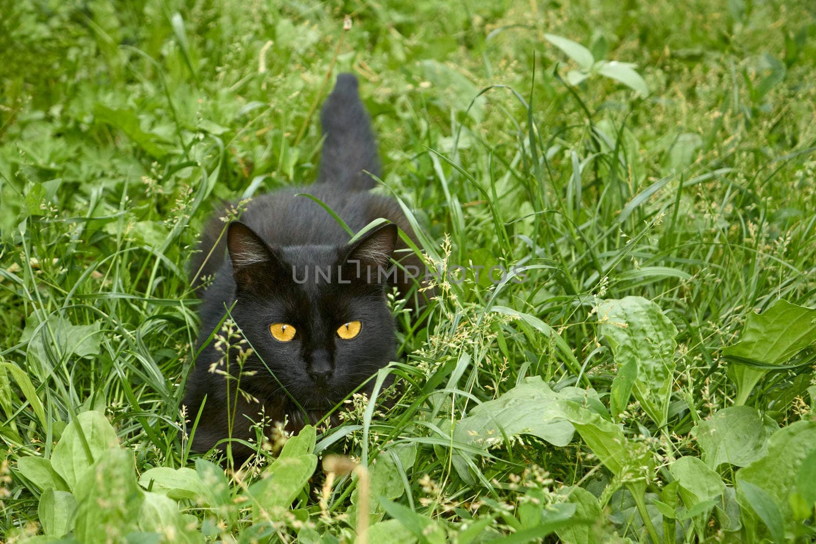 Young black cat in ambush among the green motley grass outdoors