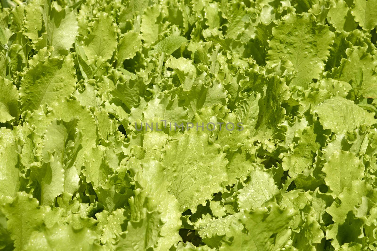 Light green spinach leaves with dew drops in the garden grows