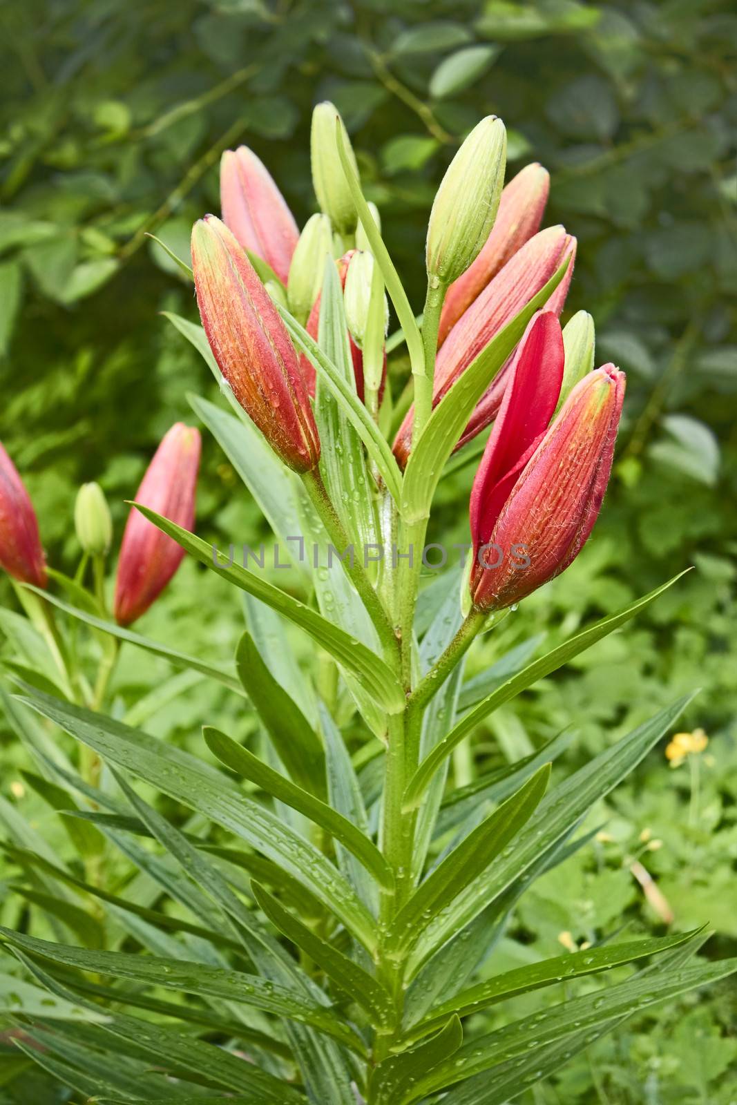Buds of lilies opened in the flowerbed in June in good sunny weather. Close-up