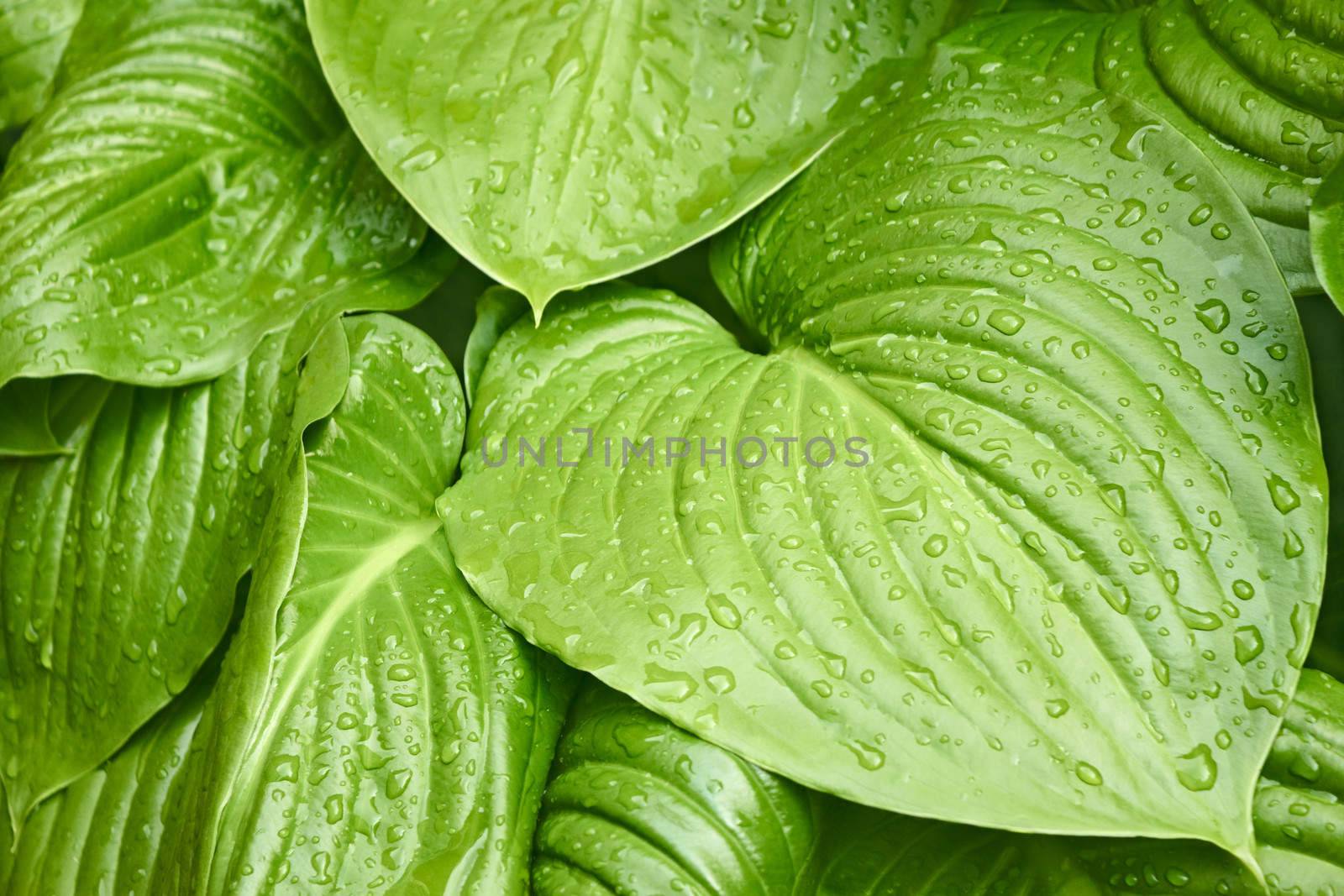 Big leaves of Hosta with water drops by qiiip