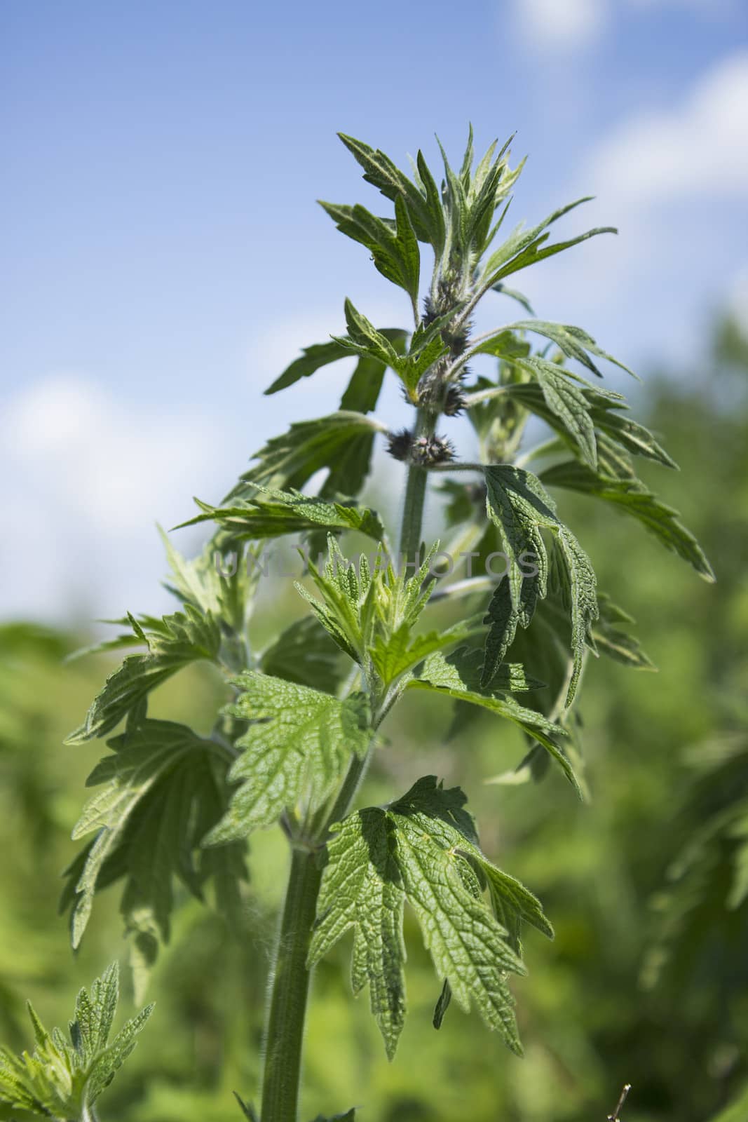 Motherwort begins to bloom in the meadows in June