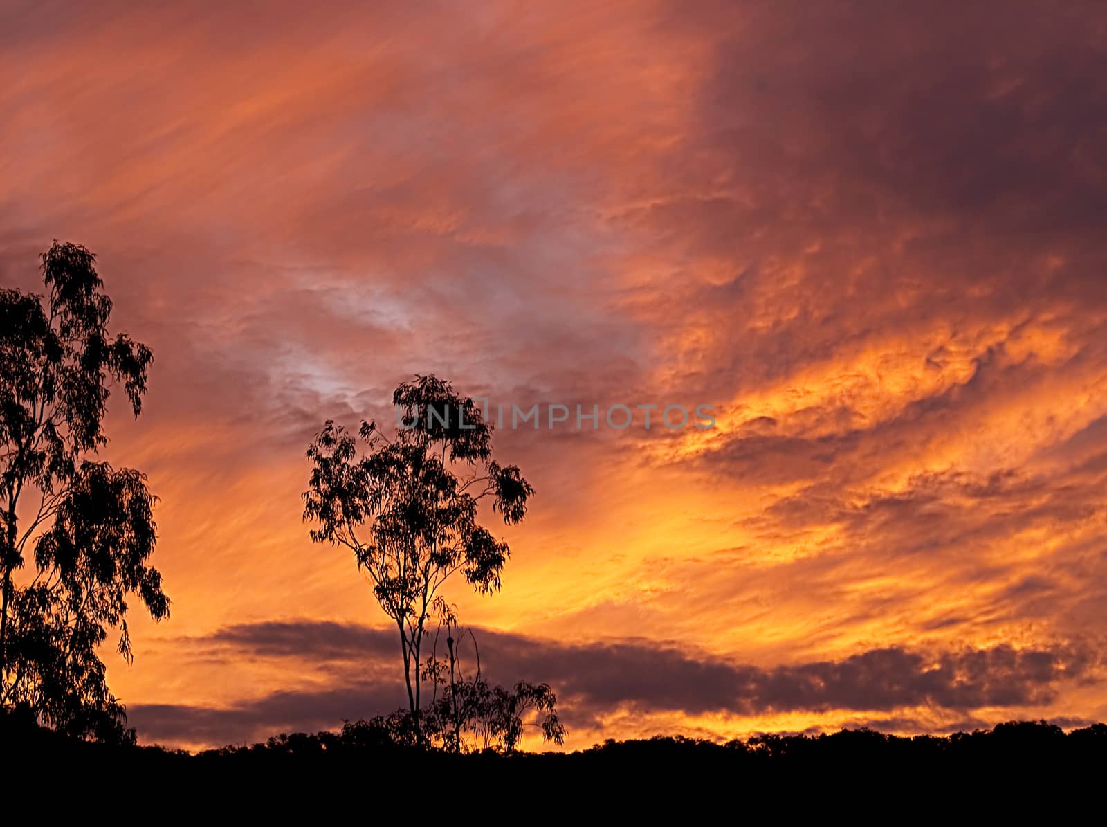 Australian sunset gum tree silhouette by sherj