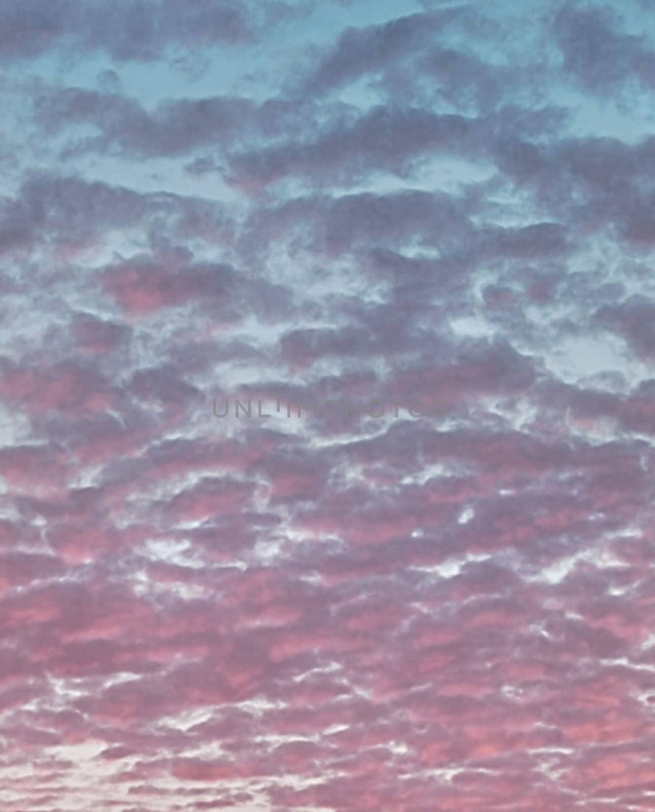 Meteorology weather science red pink altocumulus clouds at sunrise banding across sky background