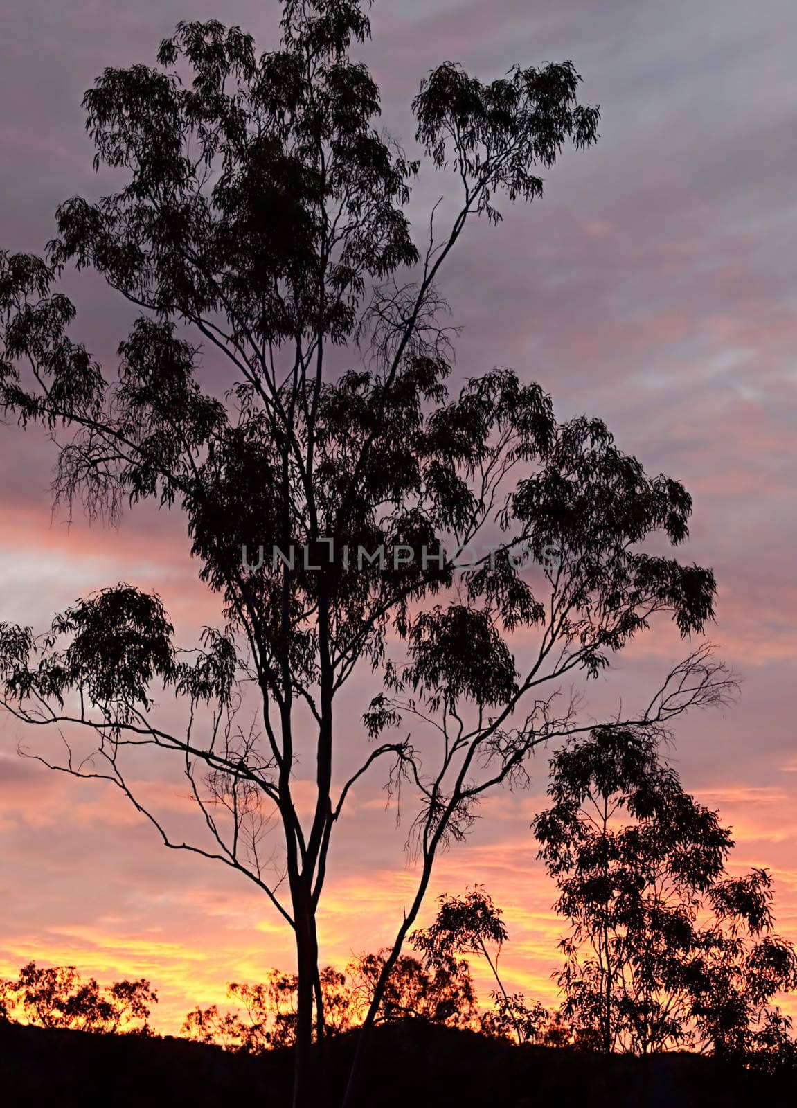 Australian eucalyptus gum tree against sunset by sherj