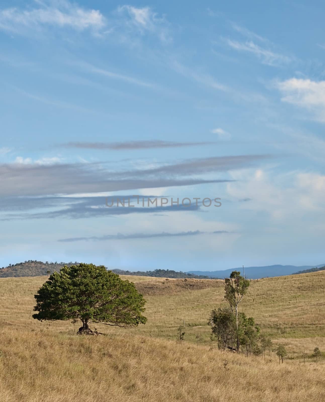 Solitary Australian fig tree with blue cloud sky landscape