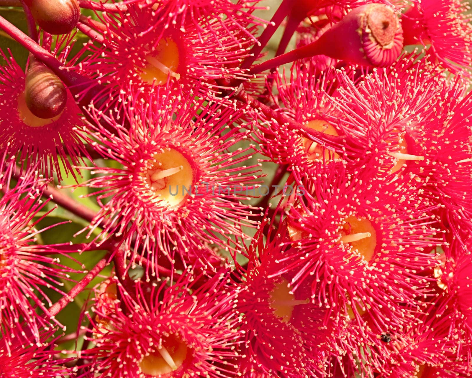 red flowers gum tree eucalyptus phytocarpa  by sherj