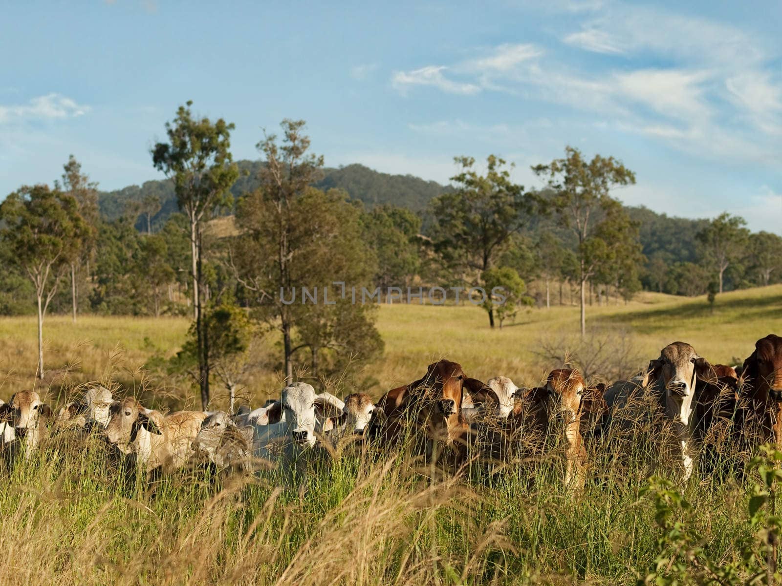 Australian rural landscape cattle country by sherj
