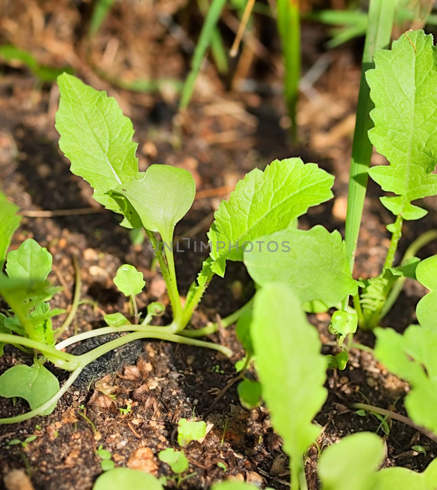 Organic Seedlings emerge from soil by sherj