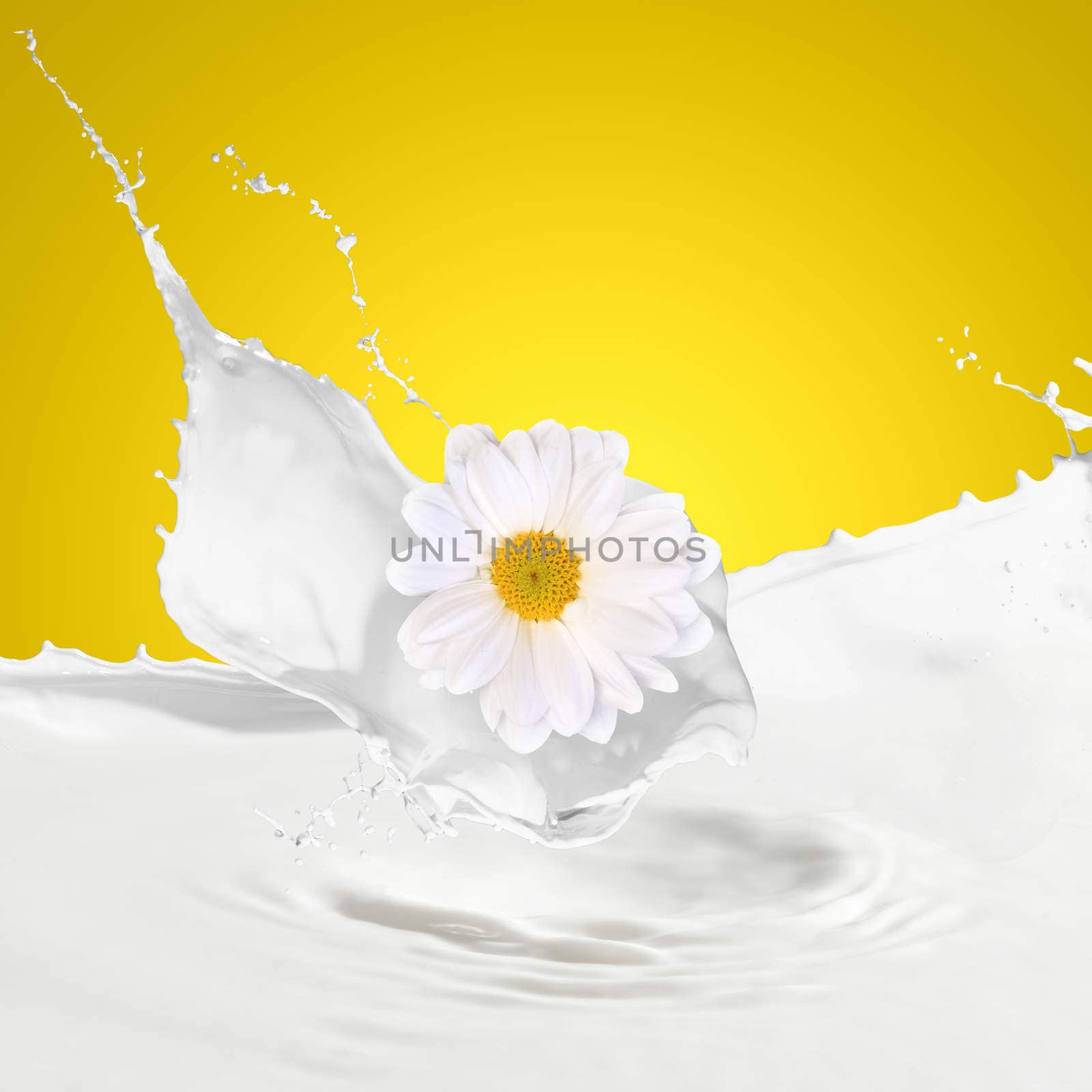 Pouring white and fresh milk with chamomiles on a background