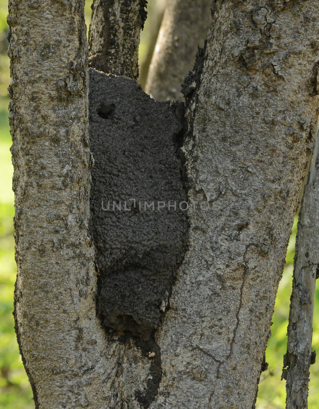 termite nest nestled in a tree in nature
