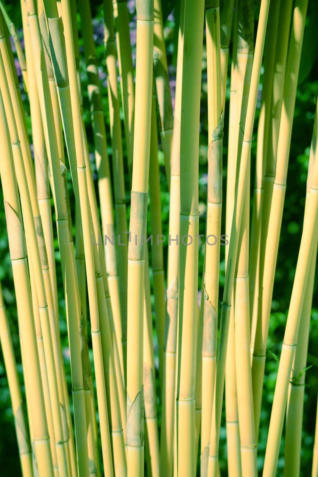 green bamboo growing in nature in panama
